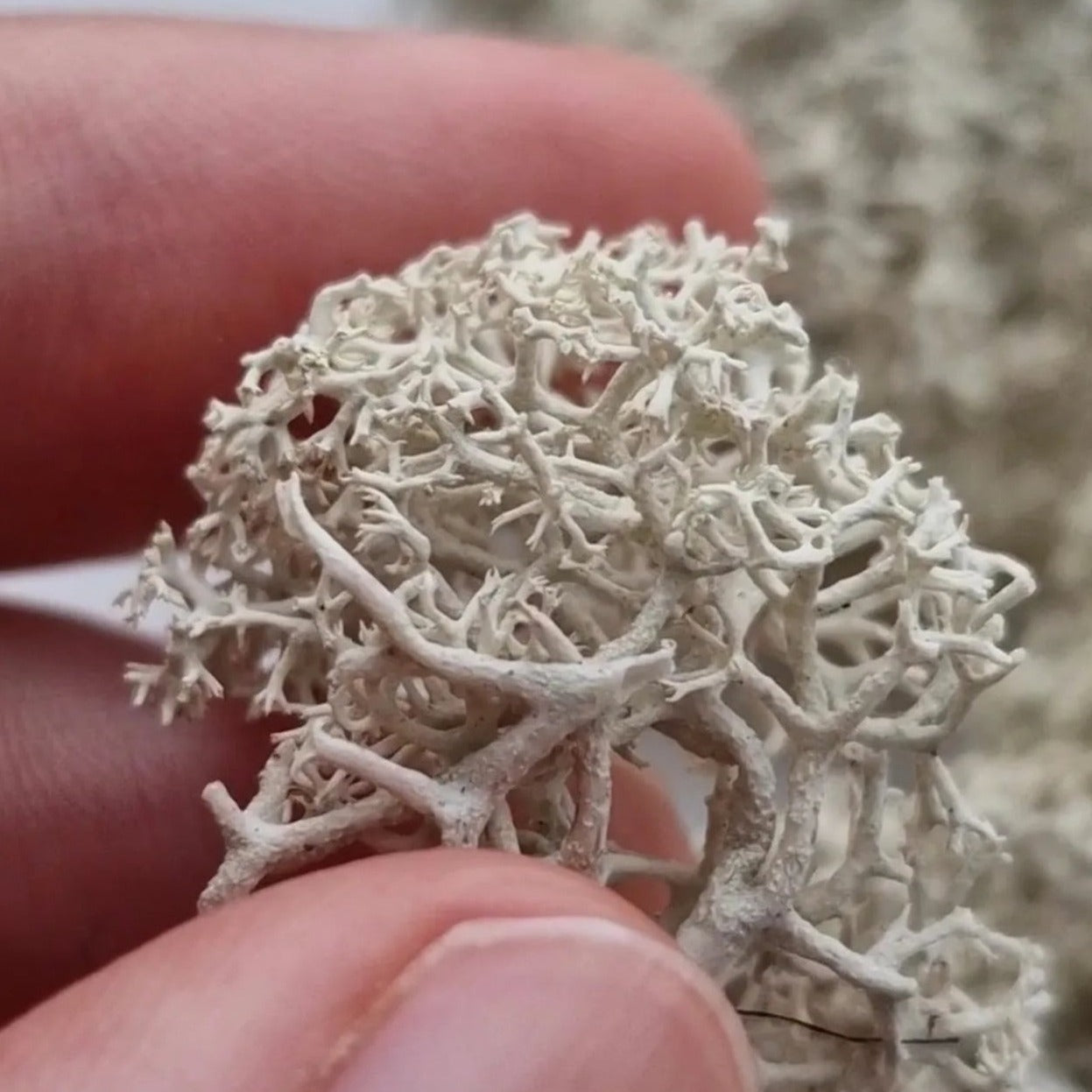Forest plugs